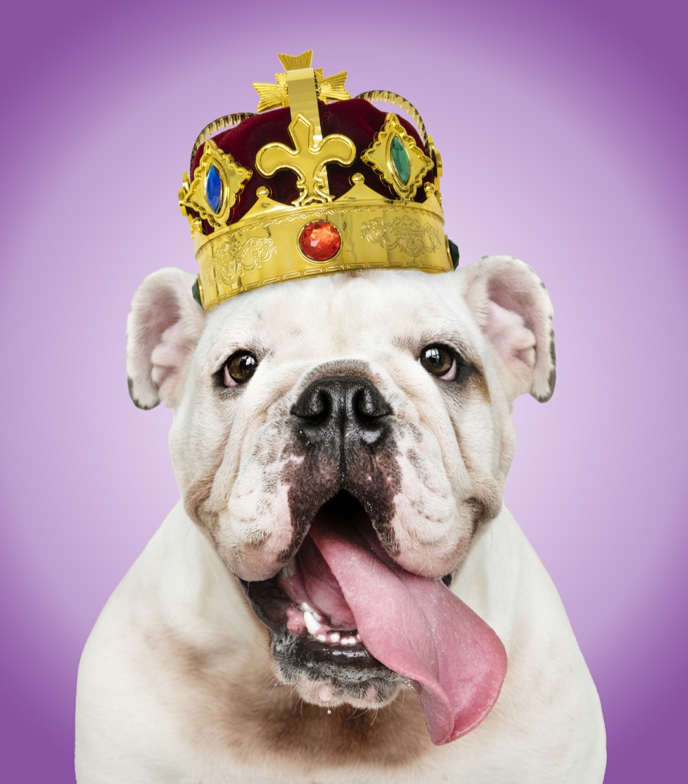 A white bulldog wearing a jeweled gold crown, tongue out, against a purple background